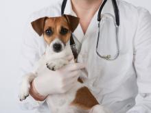 Ветеринарные услуги