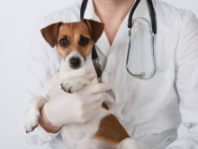 Ветеринарні послуги