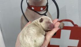 Animal Hospital