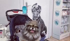 VETPET