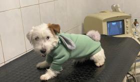 Поливет