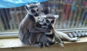 Animal Park