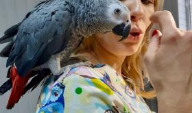 Wild Animals