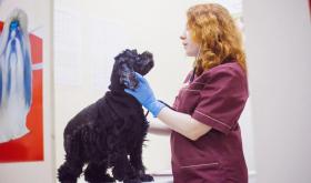 VetMed