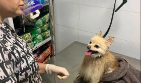 Вуса Kапи Хвіст