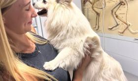 Вуса Kапи Хвіст