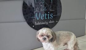 Vetis