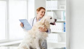 Mr.Vet