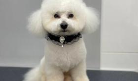 Petman