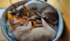 Cat Cafe