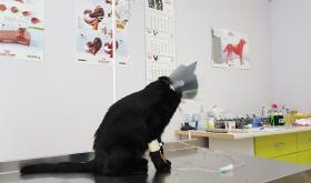 Innovet