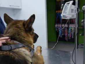 Ветеринарна клініка доктора Маркевича