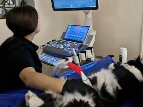 ЛеоВетПлюс