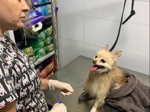 Вуса Kапи Хвіст