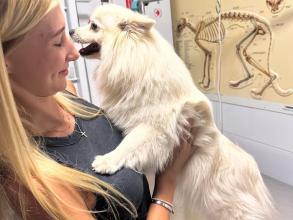 Вуса Kапи Хвіст