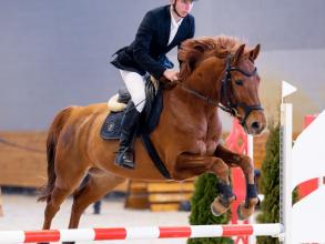 Буревісник