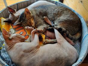 Cat Cafe