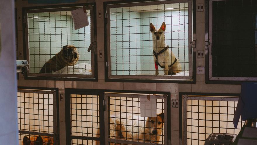 VETZOO clinic