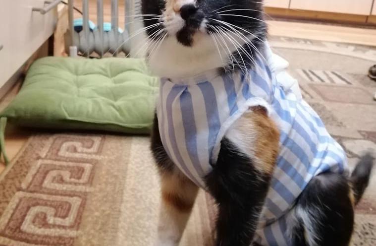 Ветеринарна клініка доктора Маркевича