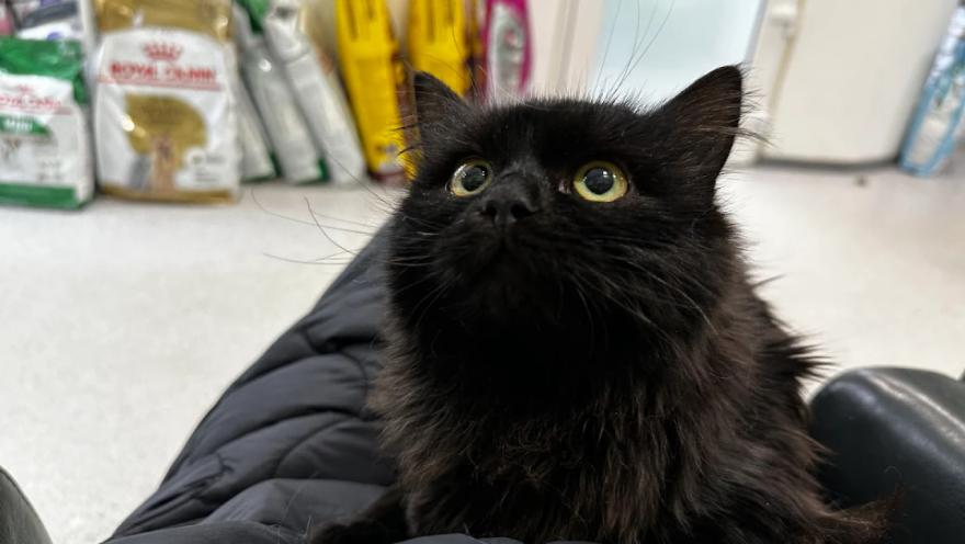 Ветеринарна клініка доктора Маркевича