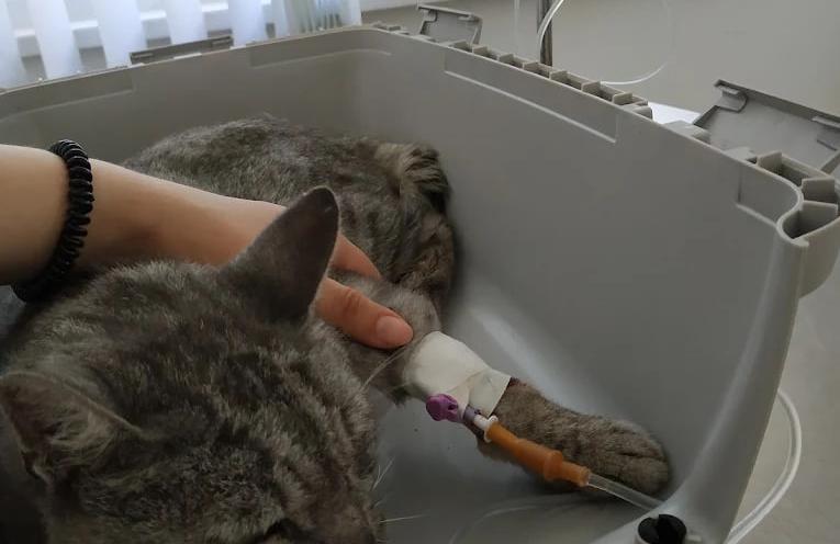 Ветмедкомплекс