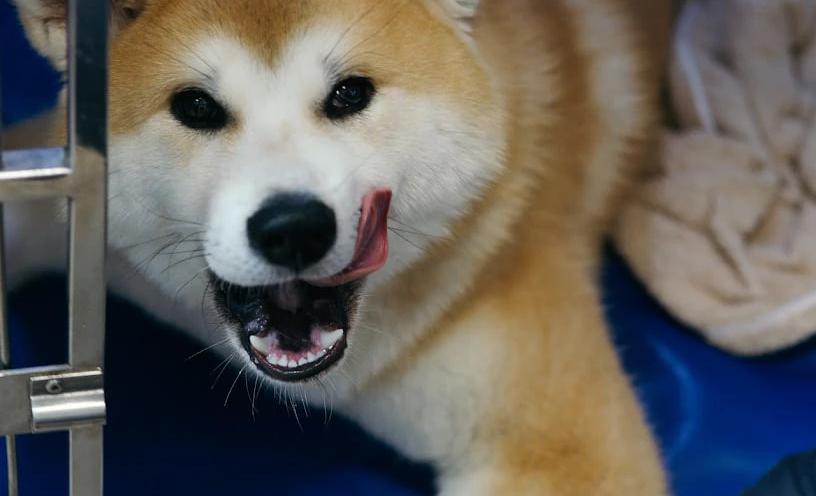 Ветеринарна клініка доктора Клубаня