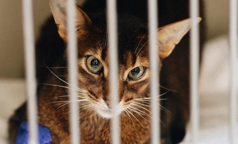 Ветеринарна клініка доктора Клубаня