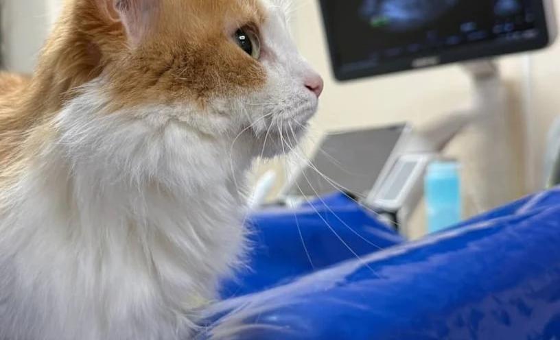 ЛеоВетПлюс