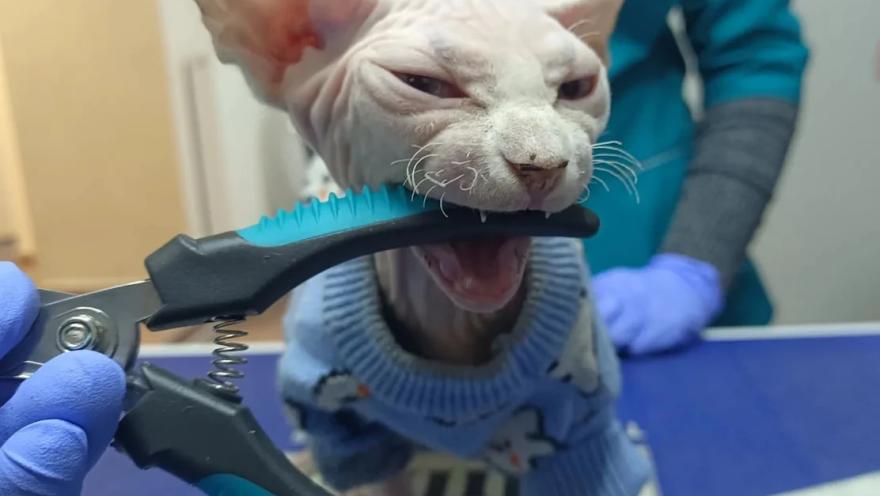 ЛеоВетПлюс