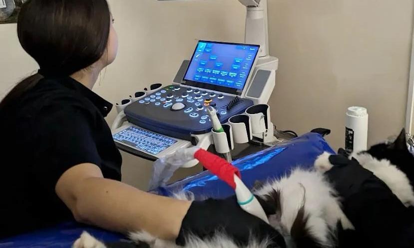 ЛеоВетПлюс