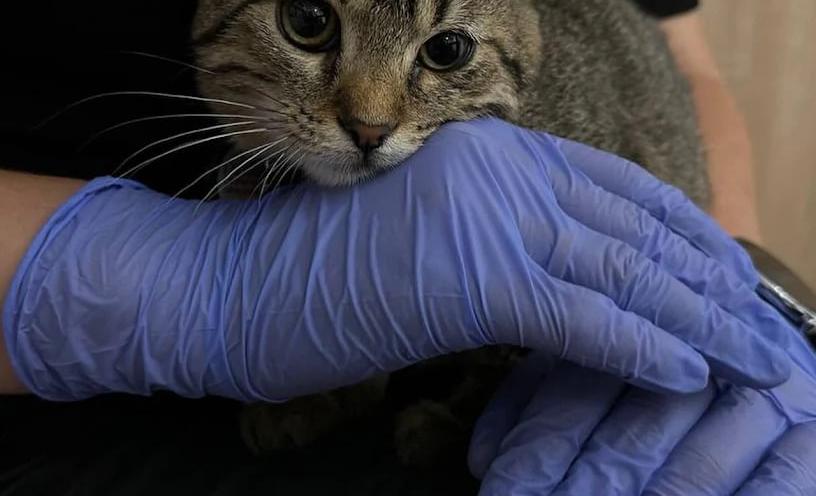 ЛеоВетПлюс