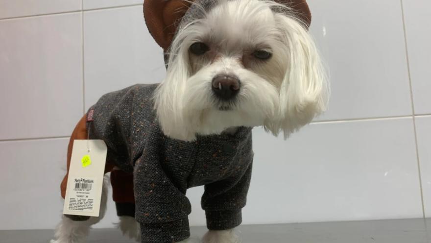 Вуса Kапи Хвіст