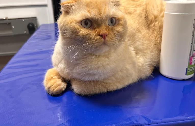 Вуса Kапи Хвіст