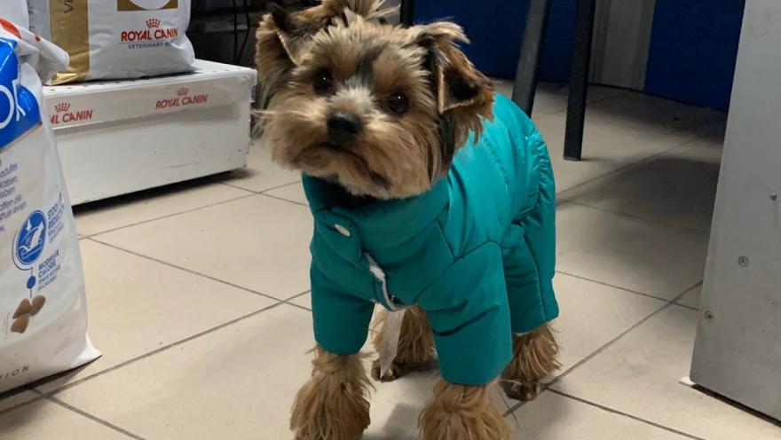 Вуса Kапи Хвіст