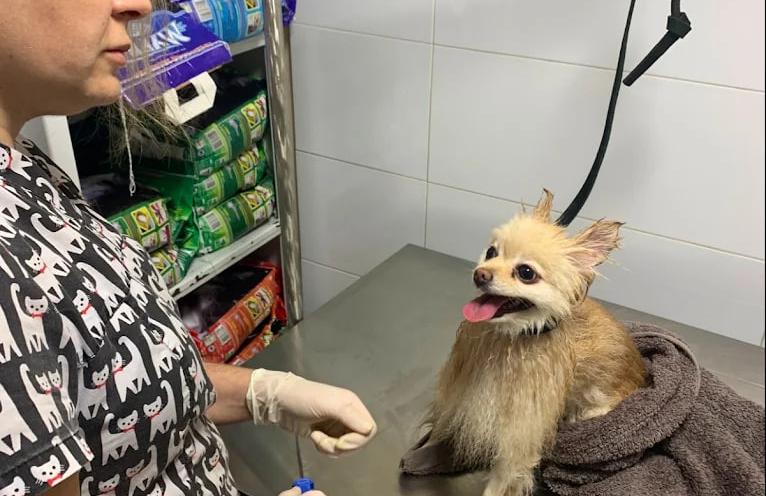 Вуса Kапи Хвіст