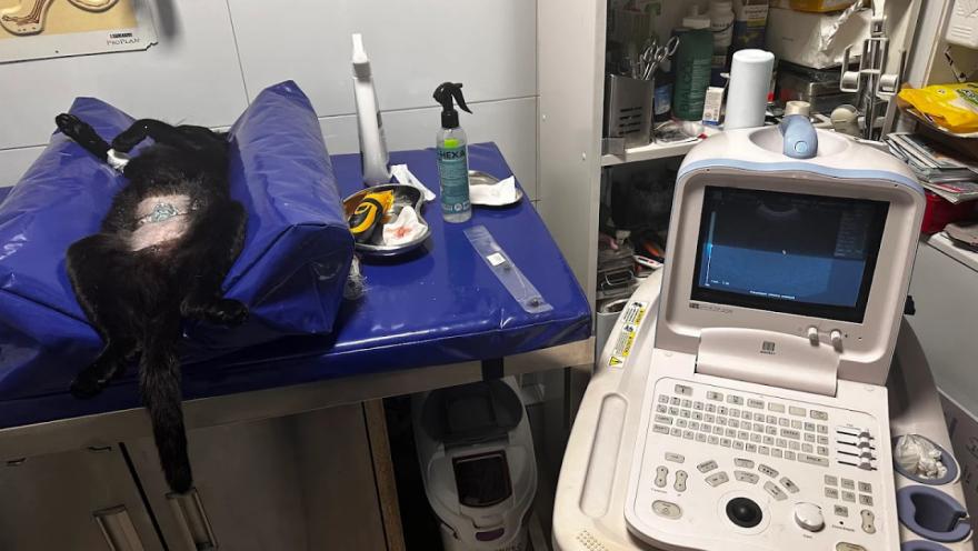 Вуса Kапи Хвіст