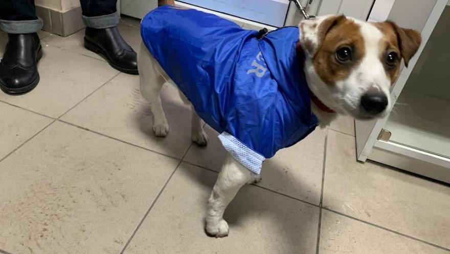 Вуса Kапи Хвіст