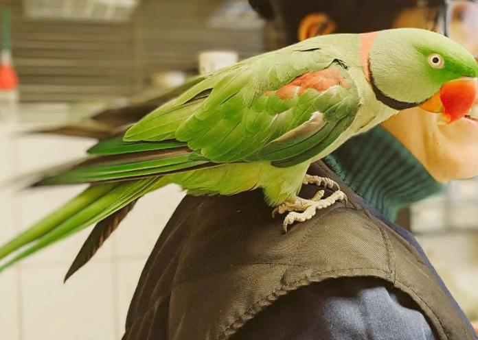 Ветдопомога