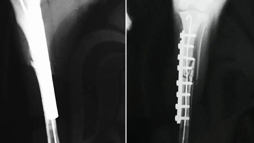 Ветдопомога