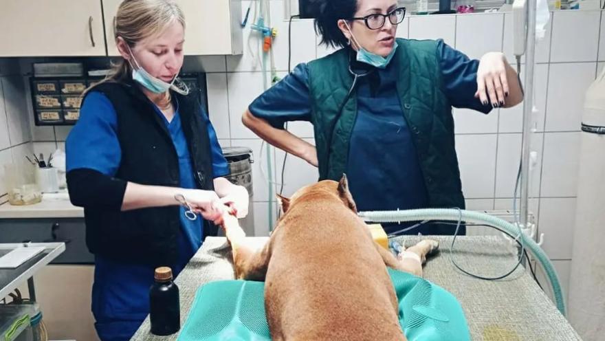 Ветдопомога