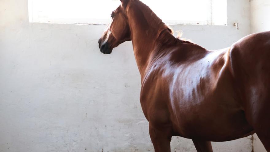 Школа Марії Бродської