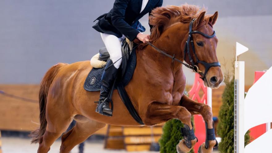 Буревісник