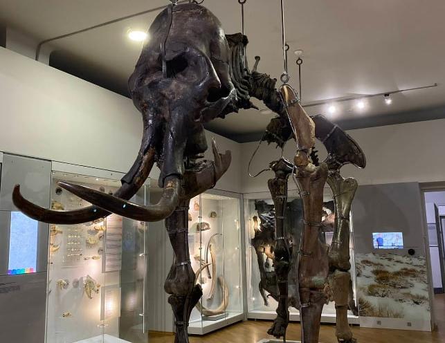 Державний природознавчий музей