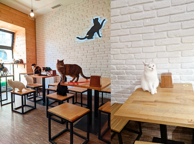 Cat Cafe