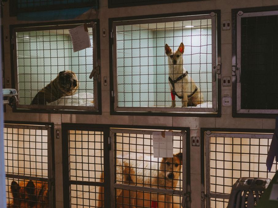 VETZOO clinic