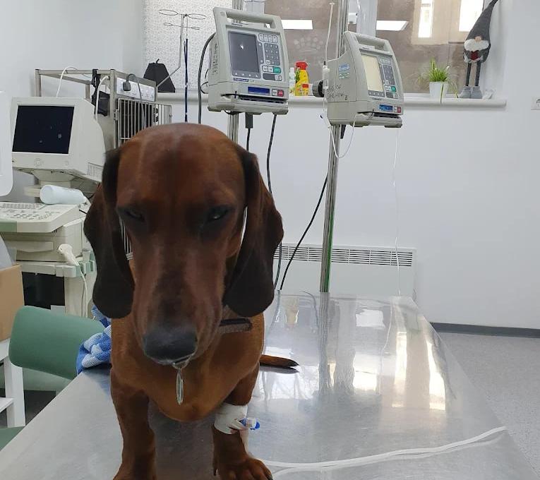 Ветеринарна клініка доктора Маркевича