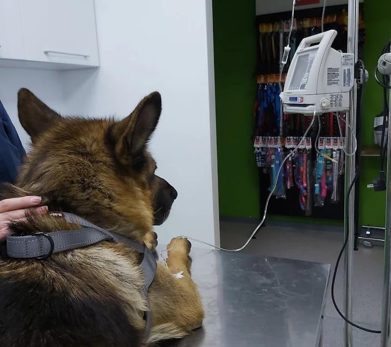 Ветеринарна клініка доктора Маркевича