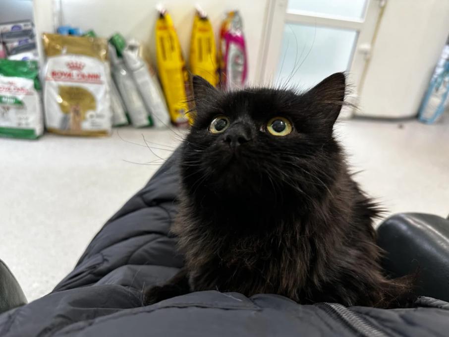 Ветеринарна клініка доктора Маркевича