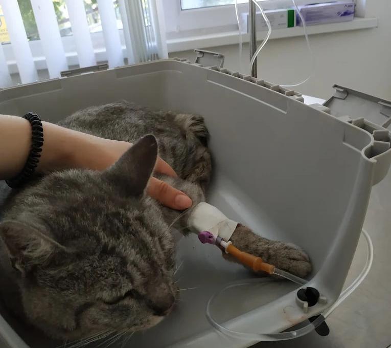 Ветмедкомплекс