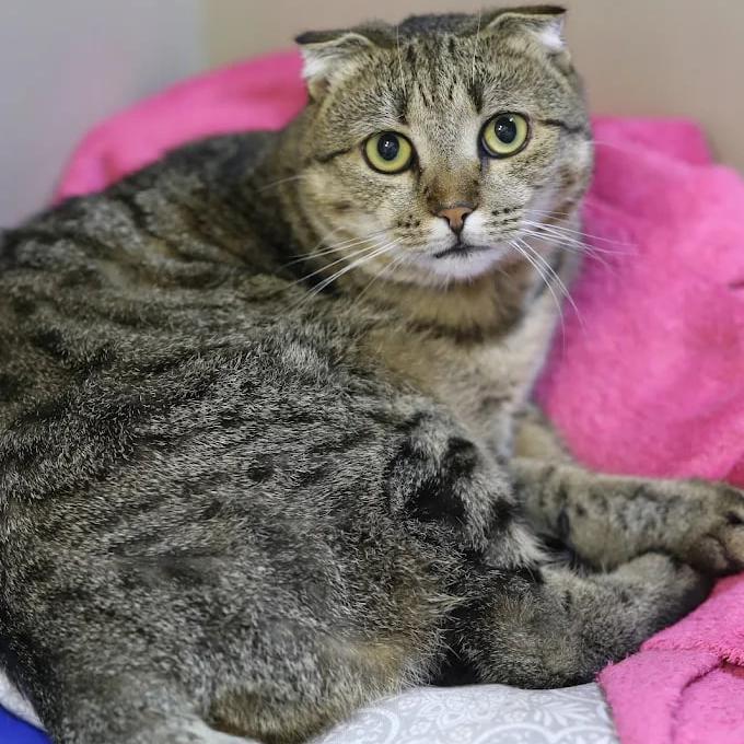 Ветеринарна клініка доктора Клубаня